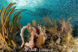 diver and silversides by Javier Sandoval 